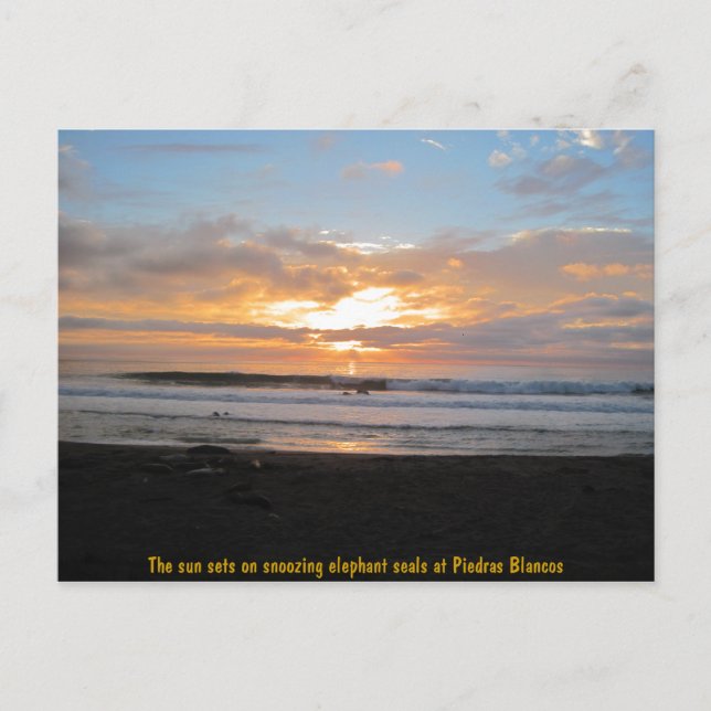 Cartão Postal Sun Sets em Snoozing Elephant Seals (Frente)