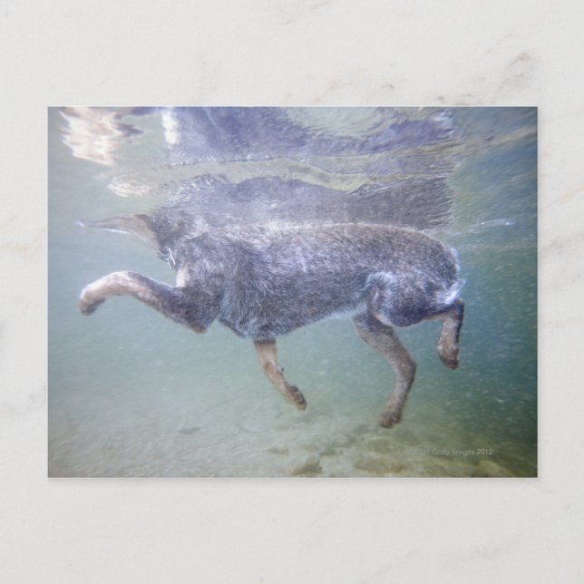 Cartão Postal Sun Valley, Idaho, EUA. (Frente)