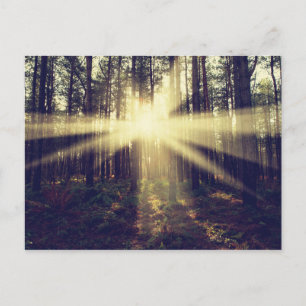 Cartão Postal Sunbeams Floresta
