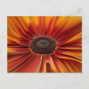Cartão Postal Sunburst