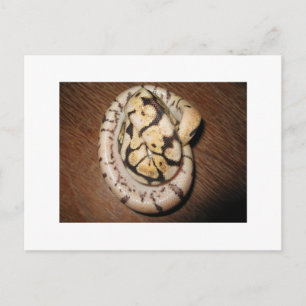 Cartão Postal Sundin Ball Pythons