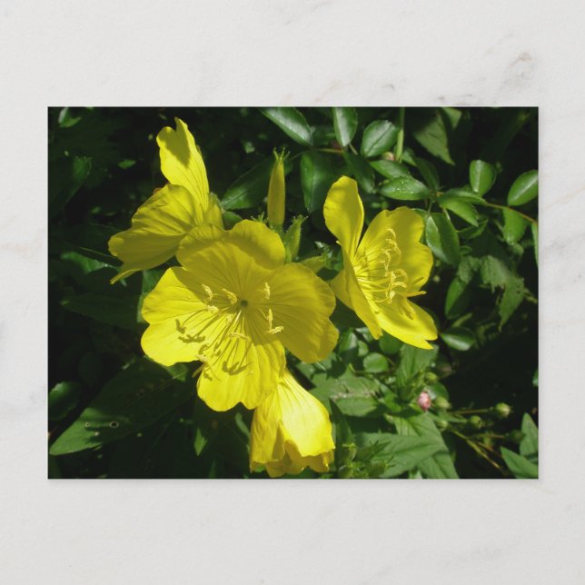 Cartão Postal Sundrops Primrose Elementos de Coordenação (Frente)
