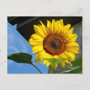 Cartão postal Sunflower and Bees