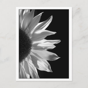 Cartão Postal Sunflower Black & White