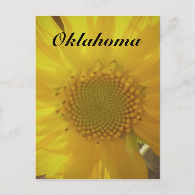Cartão postal Sunflower de Oklahoma (Frente)
