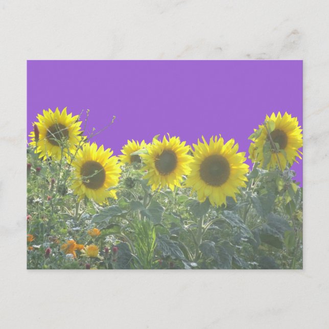 Cartão postal Sunflower DIY (Frente)