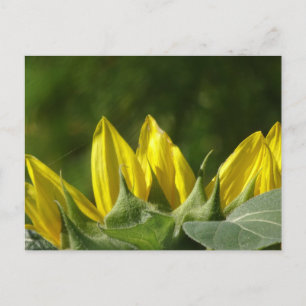 Cartão postal Sunflower DIY