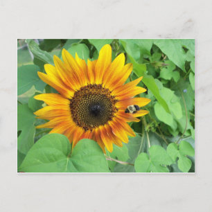 Cartão Postal Sunflower e Bumble Bee