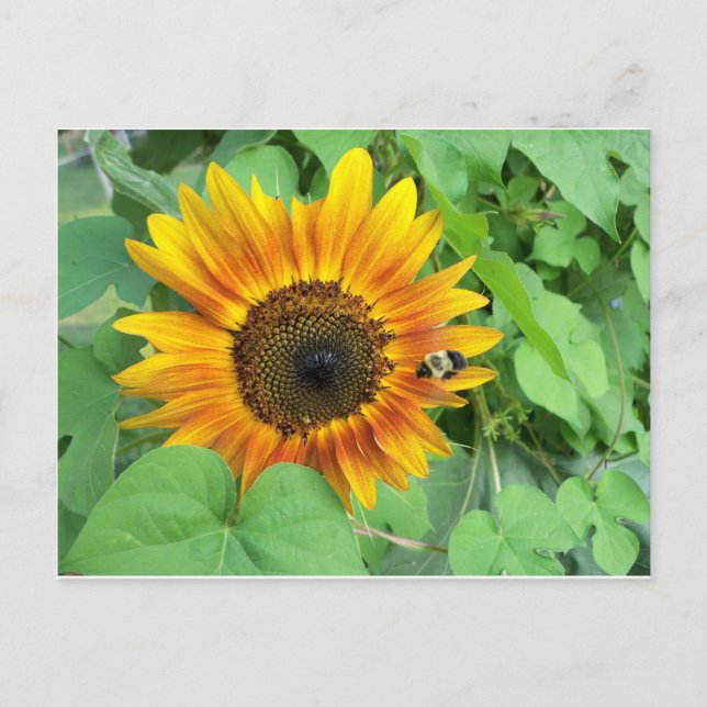 Cartão Postal Sunflower e Bumble Bee (Frente)