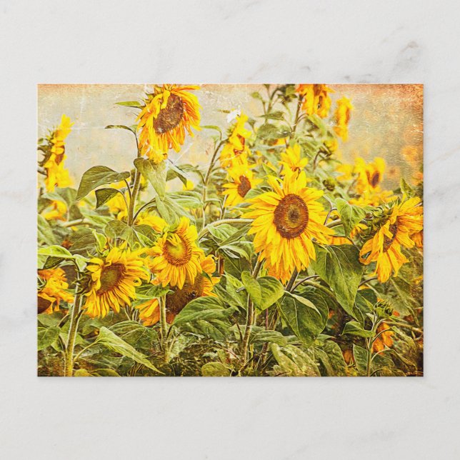 Cartão Postal Sunflower Field Vintage Arte Amarela Antica (Frente)