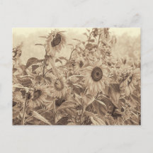 Sunflower Field Vintage Sepia Tone Fine Art