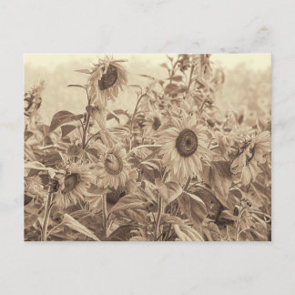 Cartão Postal Sunflower Field Vintage Sepia Tone Fine Art