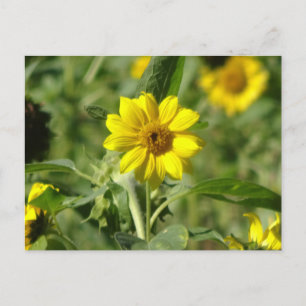 Cartão postal Sunflower in Field DIY