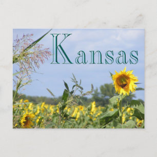 Cartão Postal Sunflower Monarch