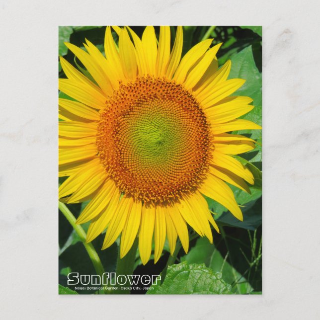 Cartão Postal Sunflower ：Postcard (Frente)
