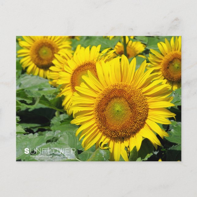 Cartão Postal Sunflower ：Postcard (Frente)