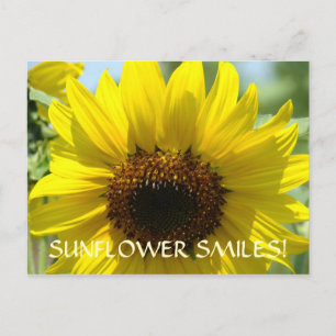 Cartão Postal SUNFLOWER SMILES Postcards Florais Sun Flowers