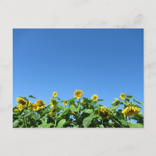 Cartão Postal Sunflower Verão (Frente)