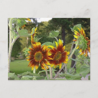 Cartão Postal SunFlowers 2