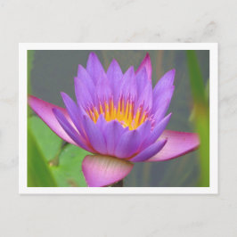 Cartão Postal Sunken Gardens Purple Water Lily 2008 #3 03