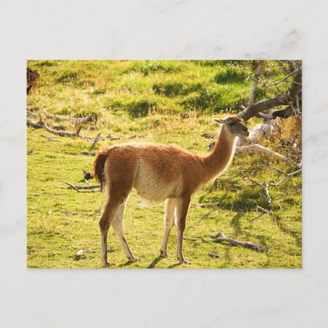Cartão Postal Sunlight Guanacos (Frente)