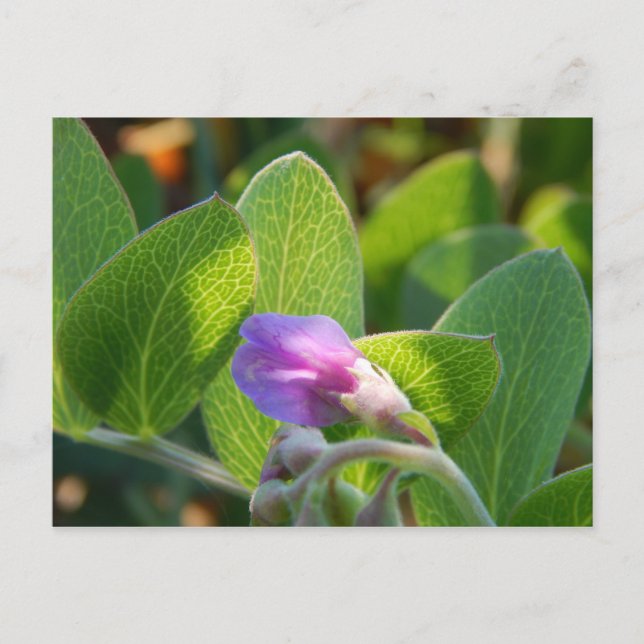 Cartão Postal Sunlit (Frente)