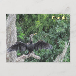 Cartão Postal Sunlit Anhinga em uma ramificação de Mossy - Rua d