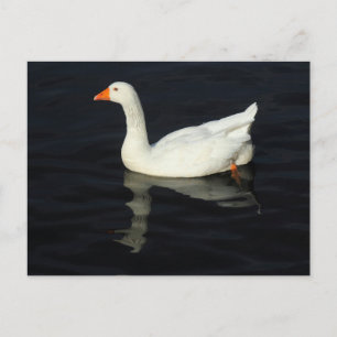 Cartão Postal Sunlit Emden Goose