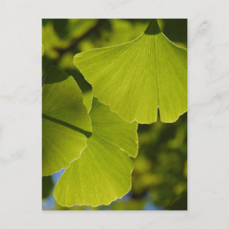 Cartão Postal Sunlit Ginkgo Leaves