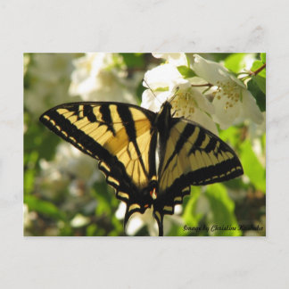 Cartão Postal Sunlit Swallowtail em Mock Orange