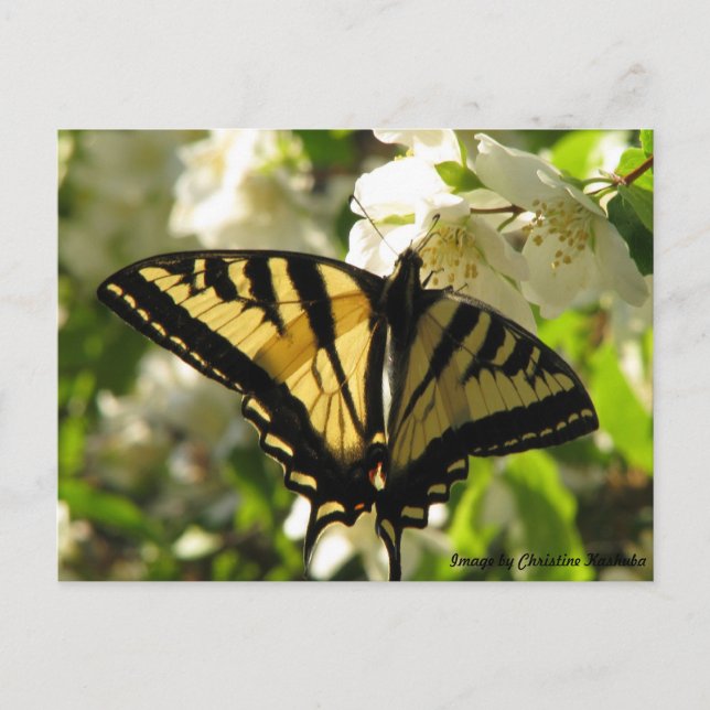 Cartão Postal Sunlit Swallowtail em Mock Orange (Frente)