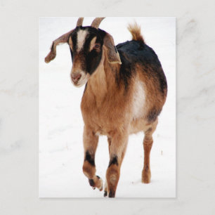 Cartão Postal Sunni Dashin' Na Neve