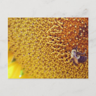 Cartão Postal Sunny