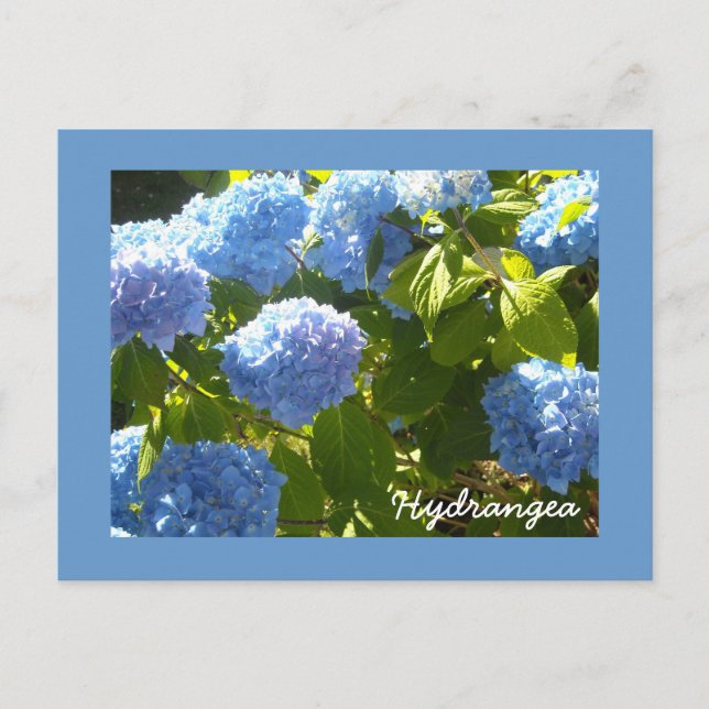 Cartão Postal Sunny Blue Hydrangea (Frente)