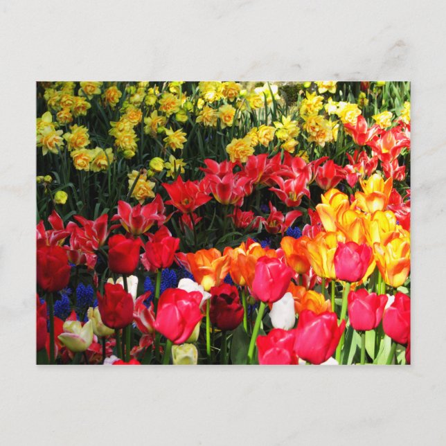 Cartão Postal Sunny Garden (Frente)