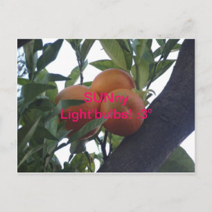 Cartão Postal SUNny Light`Bulbs- Postcards!