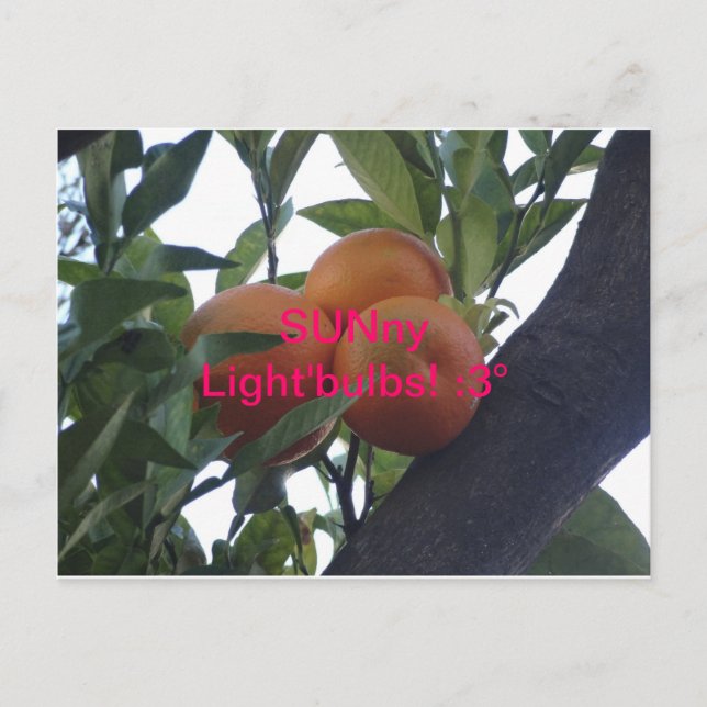 Cartão Postal SUNny Light`Bulbs- Postcards! (Frente)