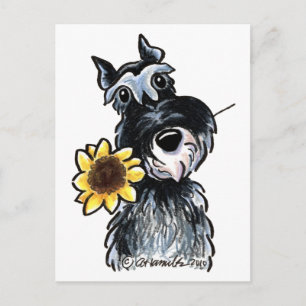 Cartão Postal Sunny Schnauzer Clássico