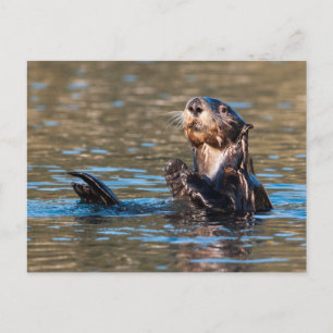 Cartão Postal Sunny Sea Otter