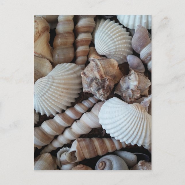 Cartão Postal Sunny Seashells Collection Nature Summer (Frente)