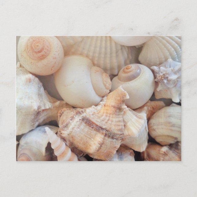 Cartão Postal Sunny Summer Seasheles, Sea Shells Beach Love (Frente)