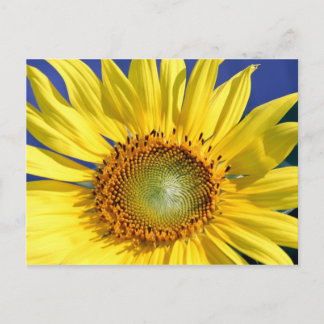 Cartão postal Sunny Sunflower
