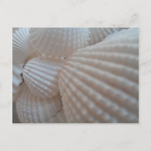 Cartão Postal Sunny White Seashells, Sea Shell Beach Summer Love