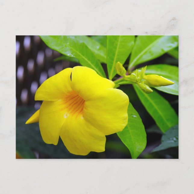 Cartão Postal Sunny Yellow Mandevilla (Frente)