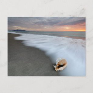 Cartão Postal Sunrise Na Praia E Uma Shell