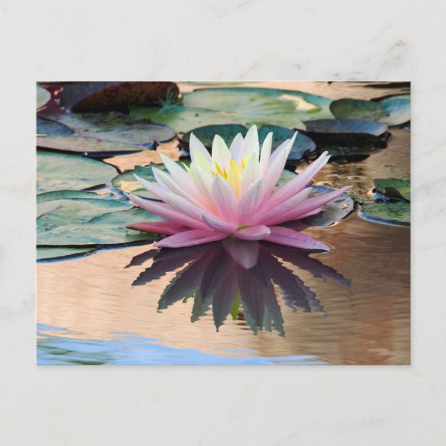 Cartão Postal Sunrise Water Lily (Frente)