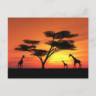 Cartão Postal Sunset Africano