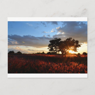 Cartão Postal Sunset Africano Espetacular