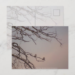 Cartão Postal Sunset com os Shrikes