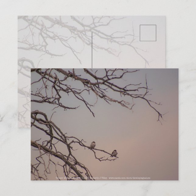 Cartão Postal Sunset com os Shrikes (Frente/Verso)